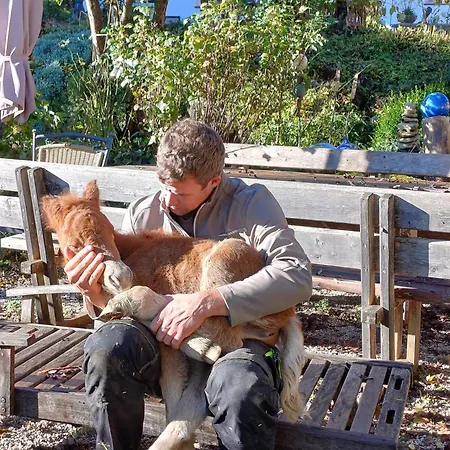 Biobauernhof Oberreith Apartament Forstau (Salzburg)