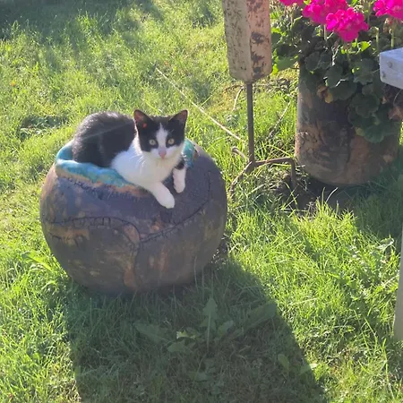 アパート Biobauernhof Oberreith *