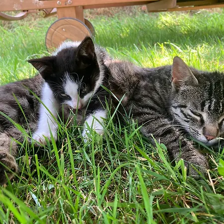 Biobauernhof Oberreith