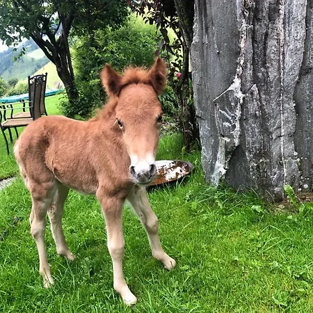 Apartament Biobauernhof Oberreith *