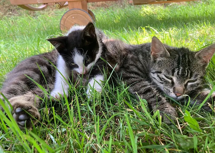 Biobauernhof Oberreith