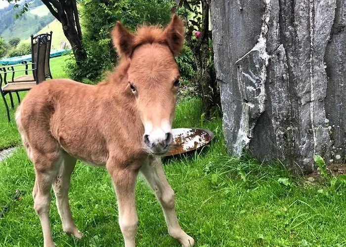 Διαμέρισμα Biobauernhof Oberreith *